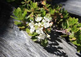 Image de Rhododendron columbianum (Piper) Harmaja