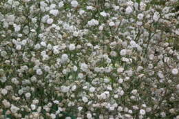 Image de Gypsophila elegans M. Bieb.