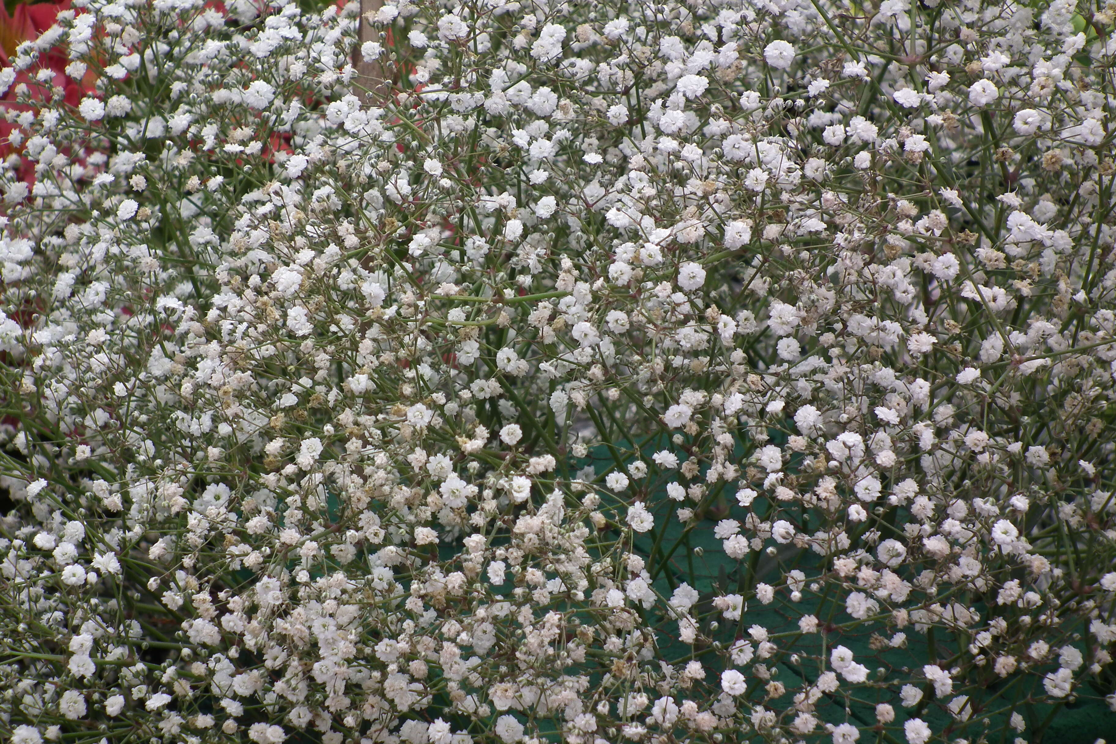 Image de Gypsophila elegans M. Bieb.