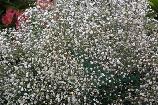 Image de Gypsophila elegans M. Bieb.