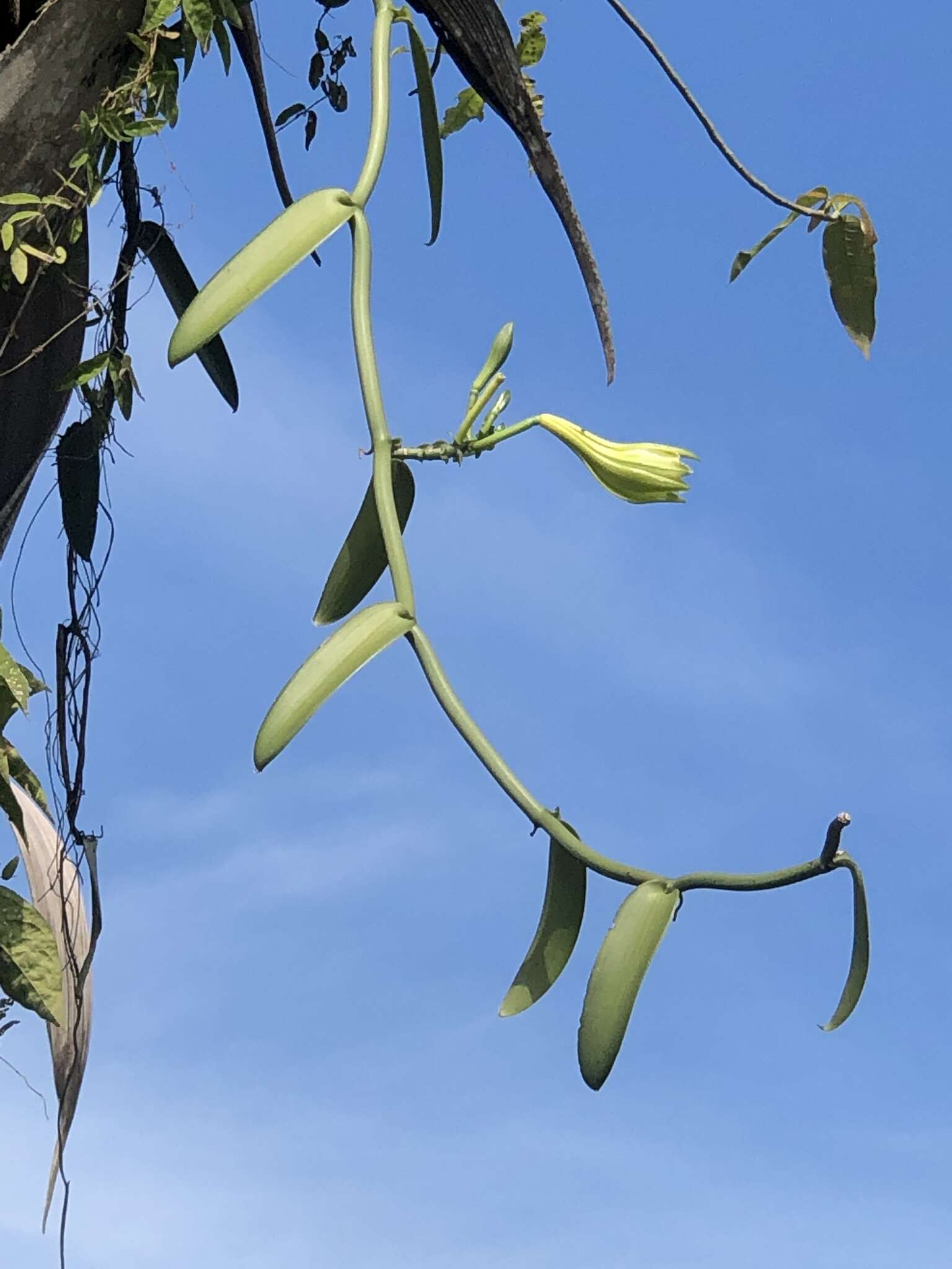 Image of leafy vanilla