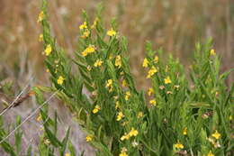 Image of Goodenia amplexans F. Müll.