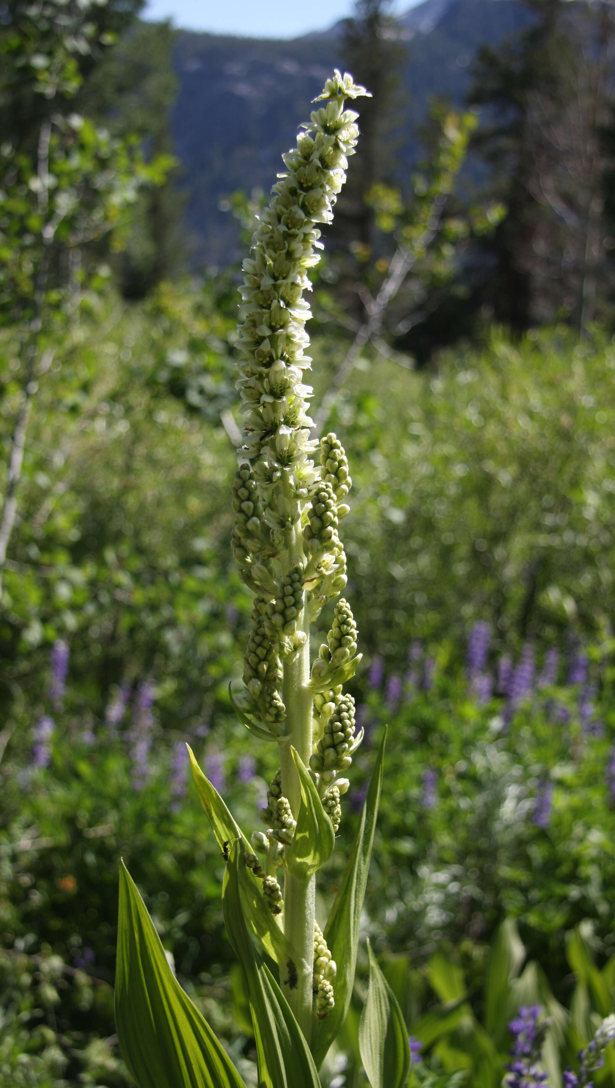 صورة Veratrum californicum Durand