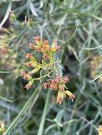 Image of Euthamia weakleyi G. L. Nesom