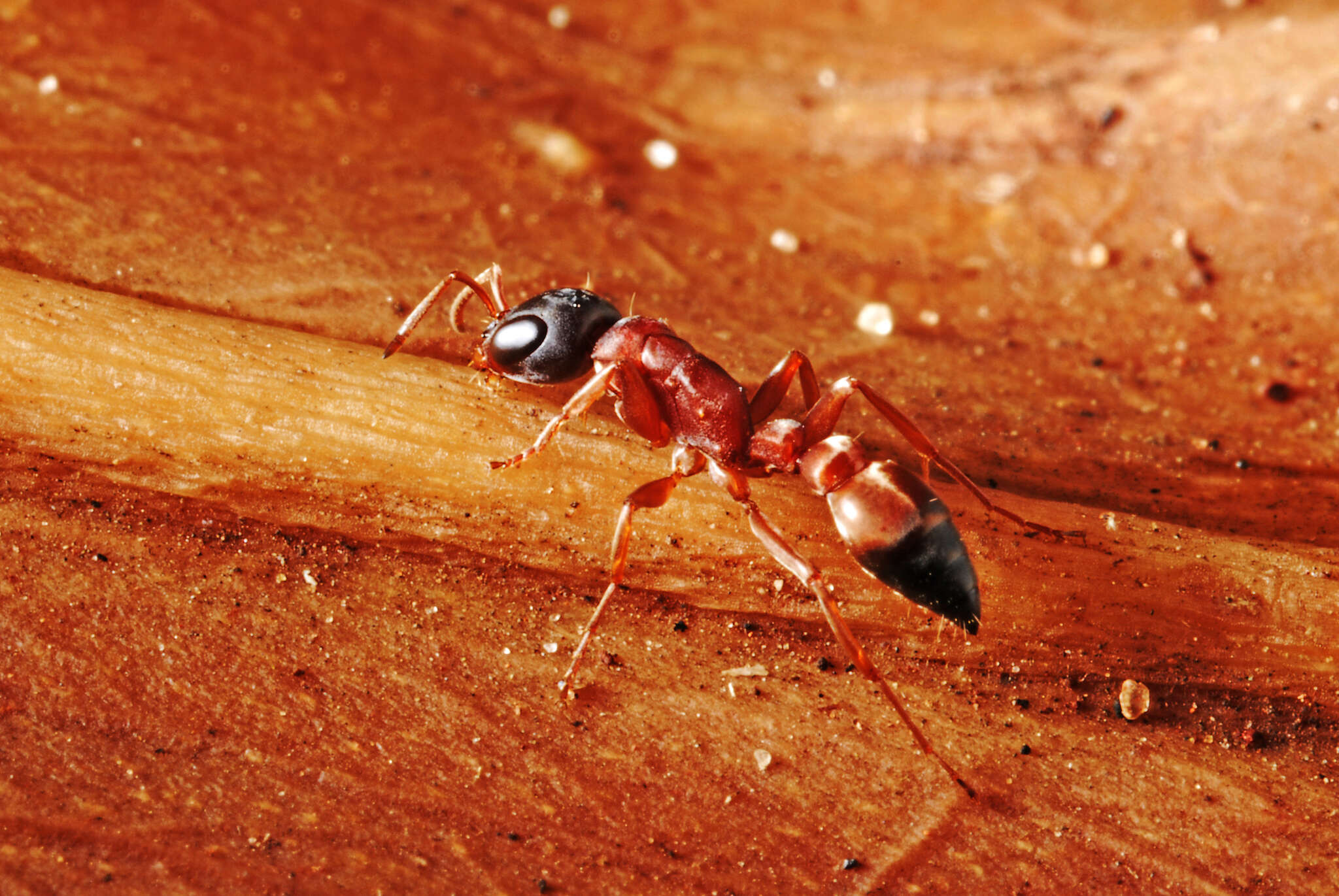 Image of Pseudomyrmex termitarius (Smith 1855)