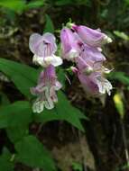 Penstemon canescens (Britt.) Britt. resmi