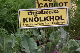 Image of kohlrabi