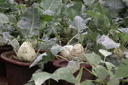 Image of kohlrabi