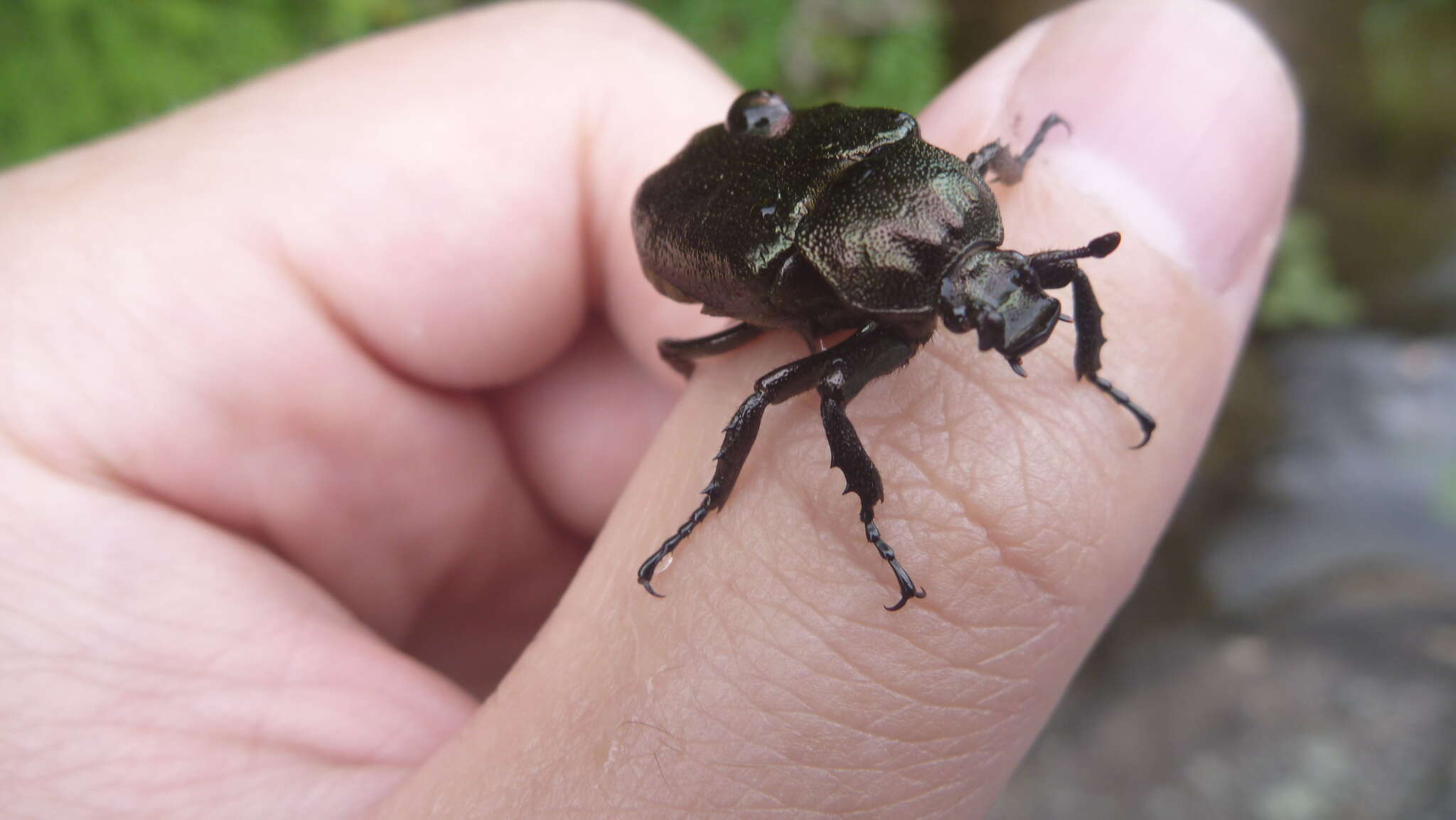 Sivun Osmoderma scabra (Palisot de Beauvois 1805) kuva