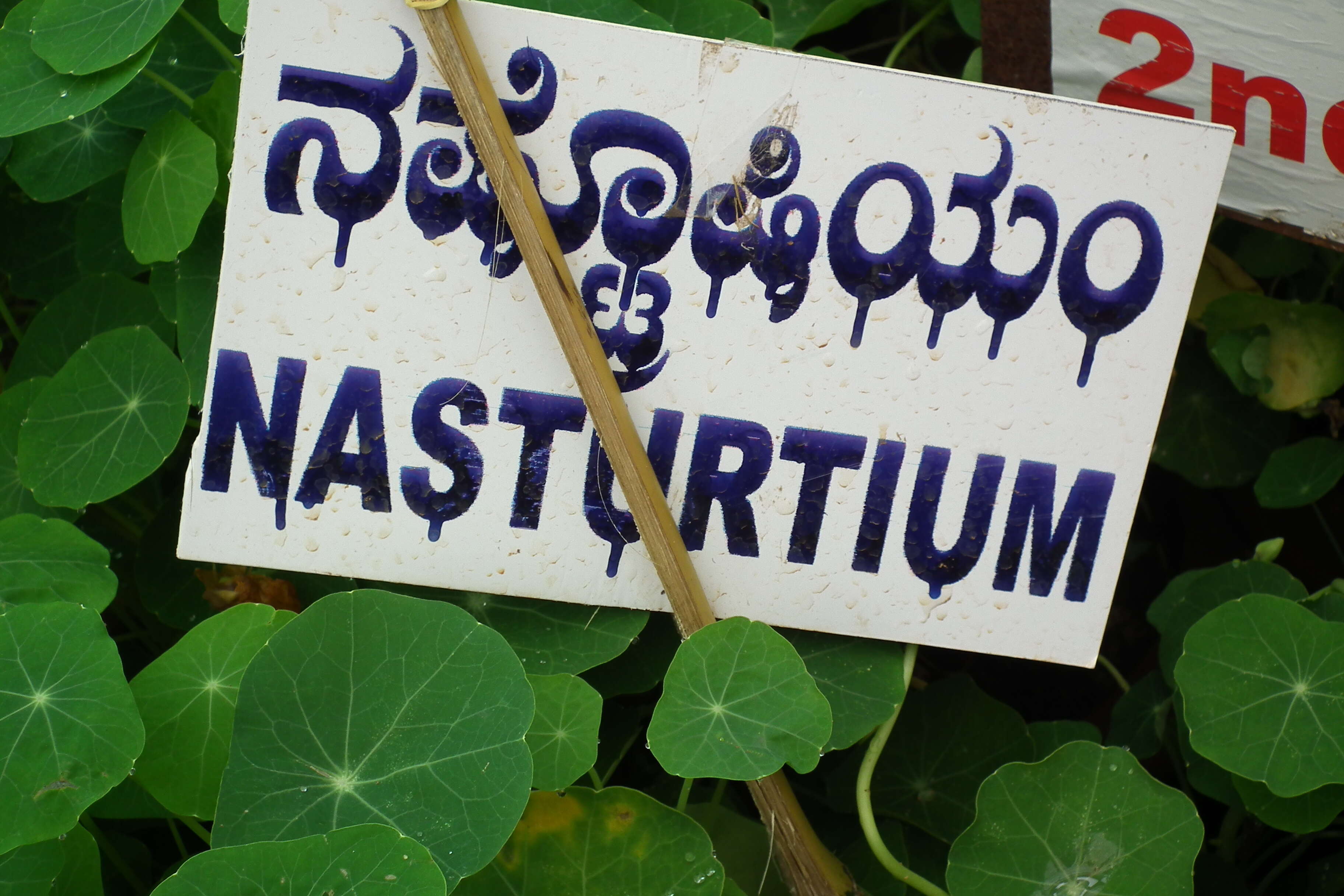 Image of Garden Nasturtium