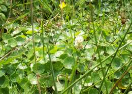 Image of Marsh Pennywort