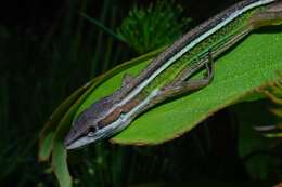 Image of Takydromus viridipunctatus Lue & Lin 2008