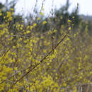 Image of Korean goldenbell tree