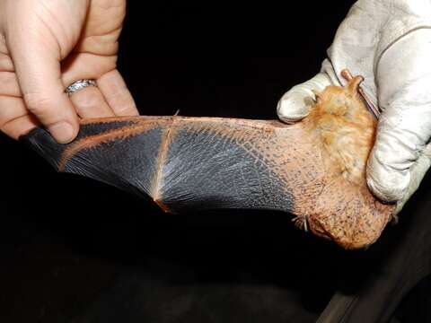 Image of Welwitch's Bat