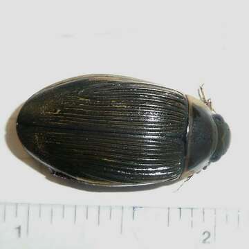 Image of Boreal water beetle