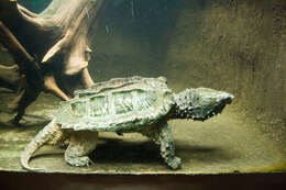 Image of Alligator Snapping Turtles