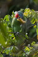 Image of Red-browed Amazon