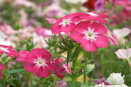 Image of annual phlox