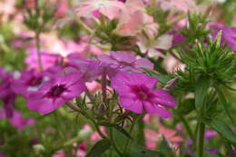 Image of annual phlox