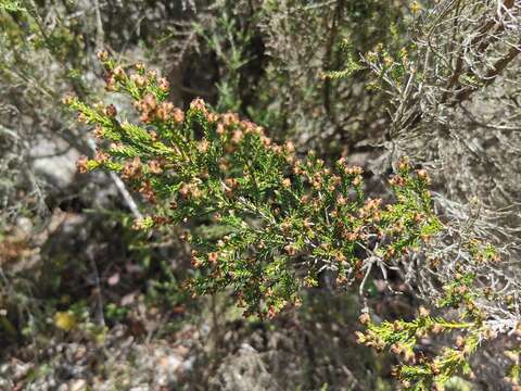 Image of Erica reunionensis E. G. H. Oliver