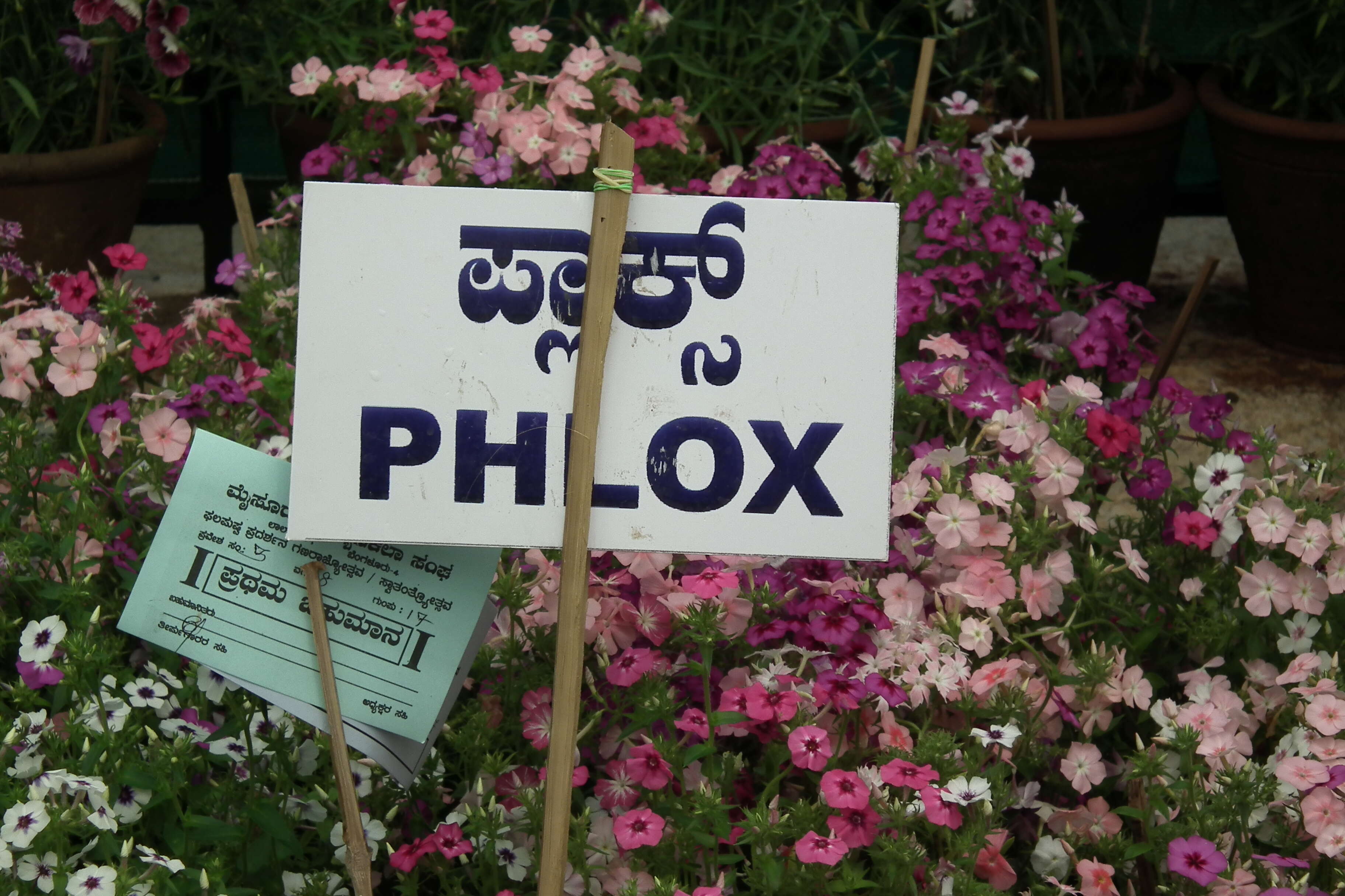 Image of annual phlox