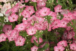 Image of annual phlox