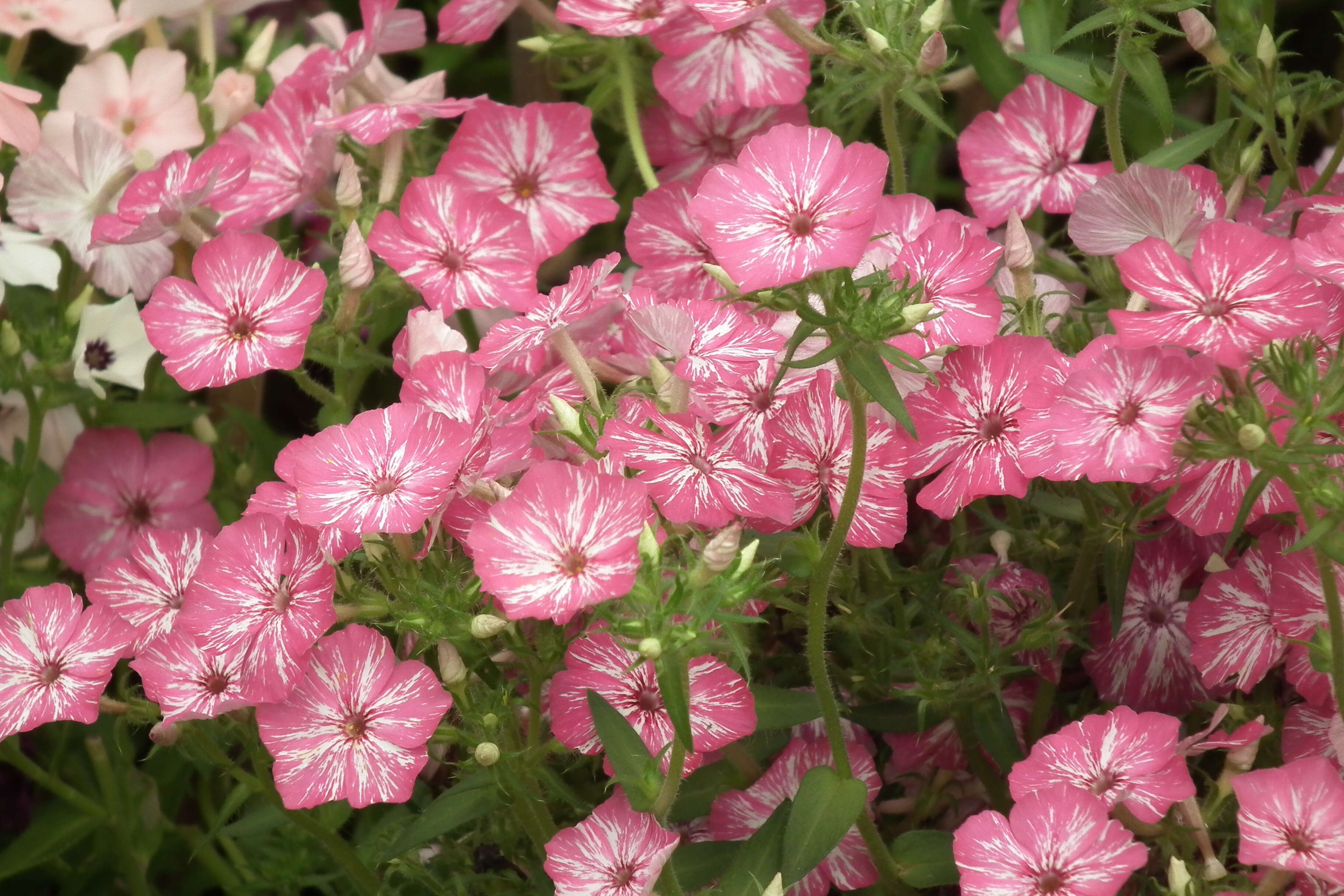 Image of annual phlox