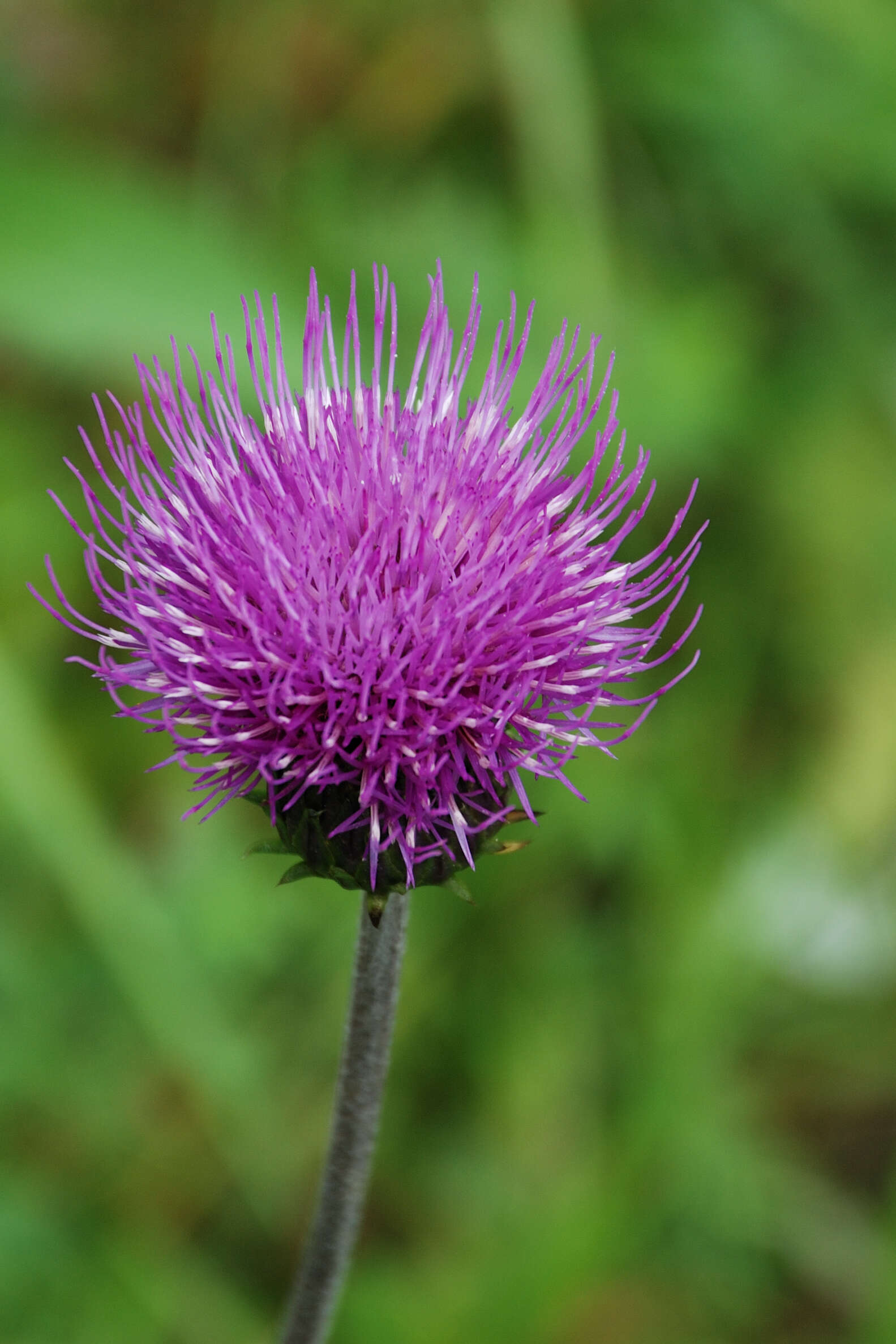 Слика од Cirsium helenioides (L.) Hill