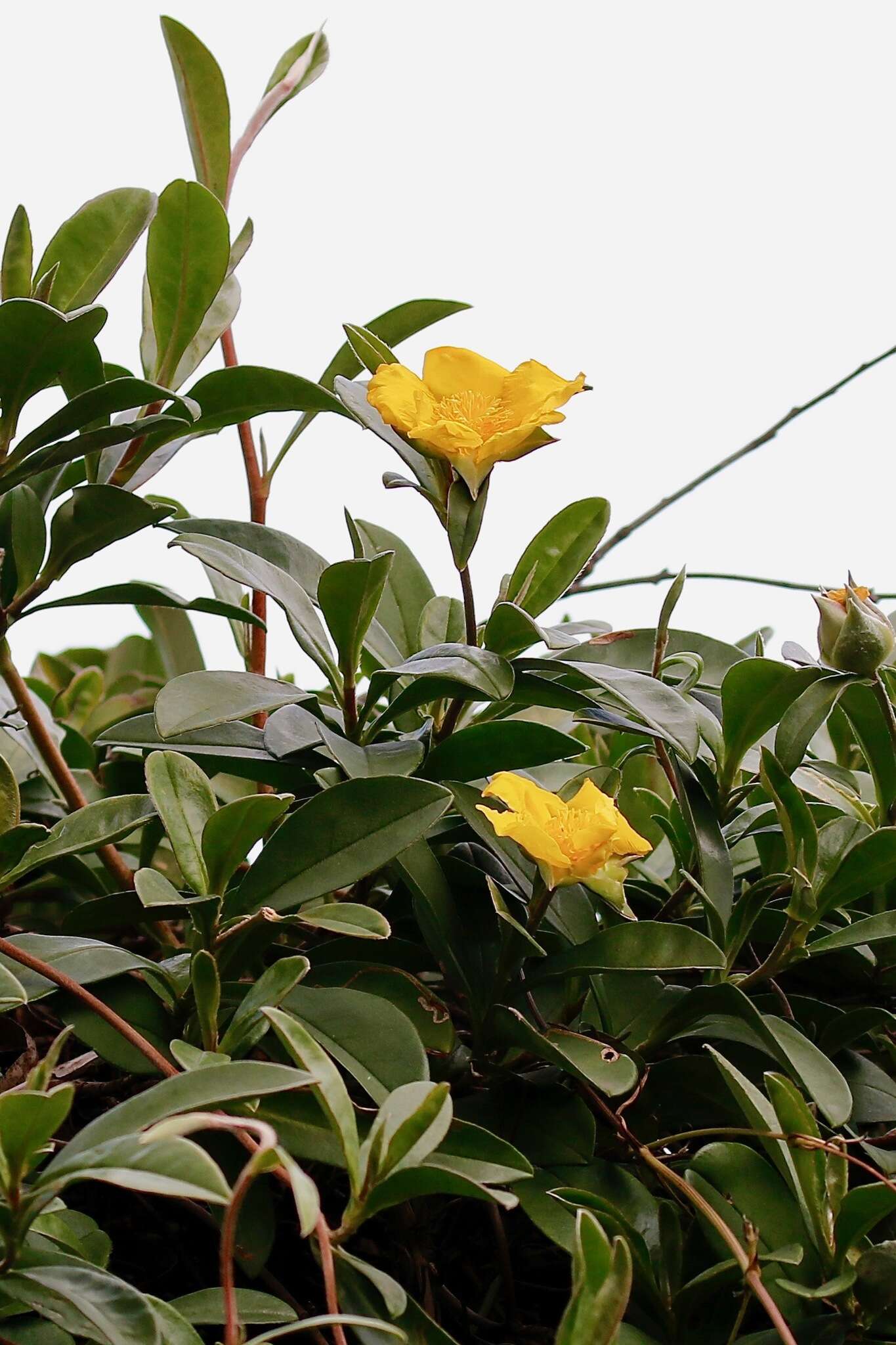 Image of Hibbertia scandens (Willd.) Gilg