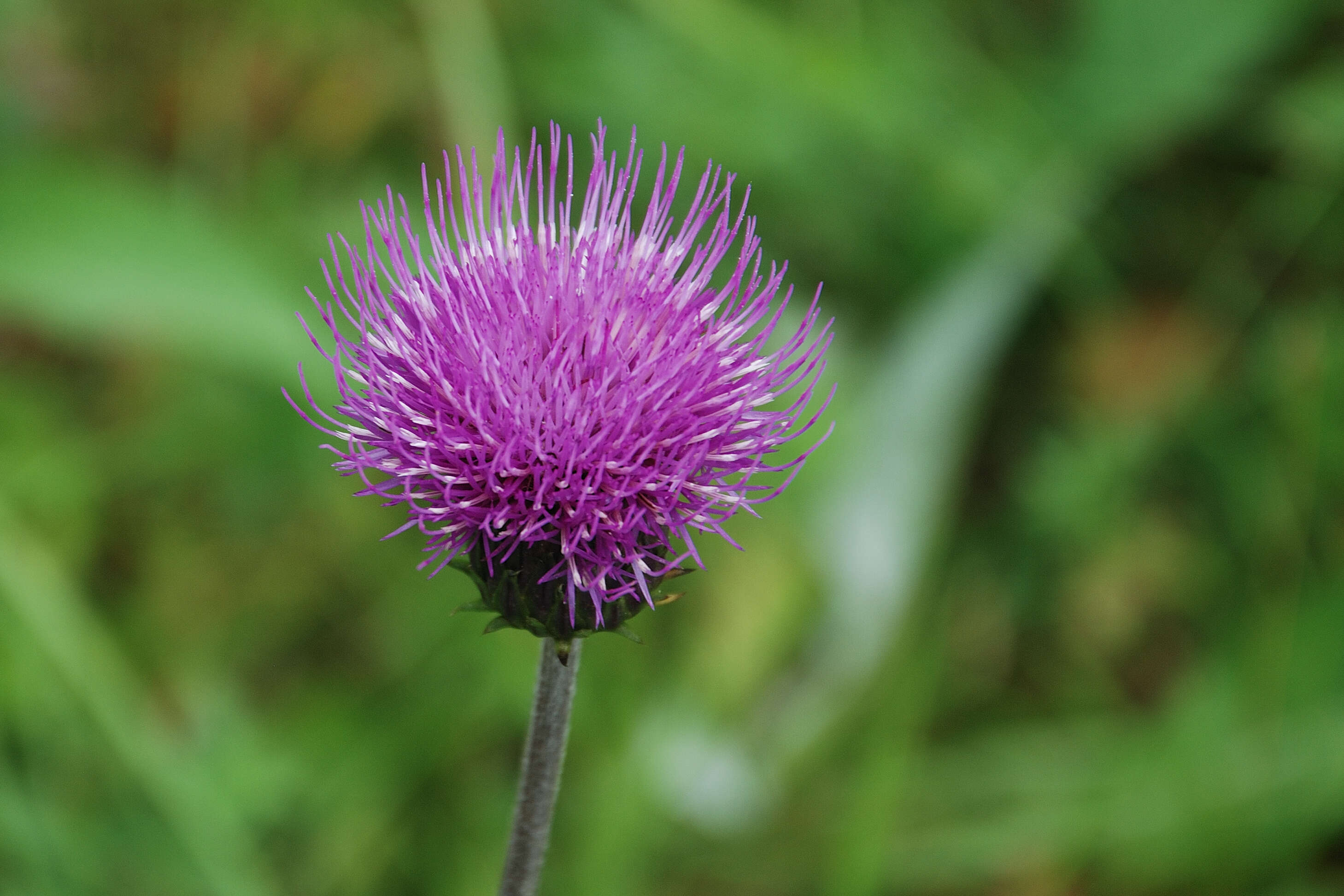 Слика од Cirsium helenioides (L.) Hill