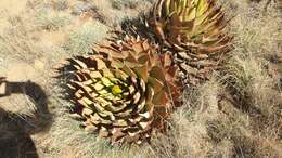 Image of Aloe broomii var. broomii