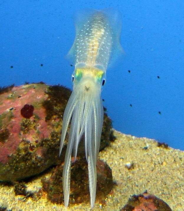 Image of bigfin reef squid