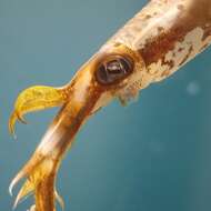 Image of bigfin reef squid