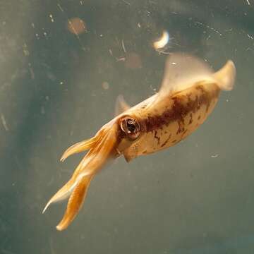 Image of bigfin reef squid