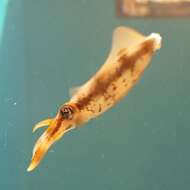 Image of bigfin reef squid