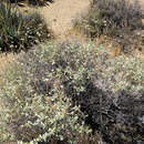 Image of Acton's brittlebush