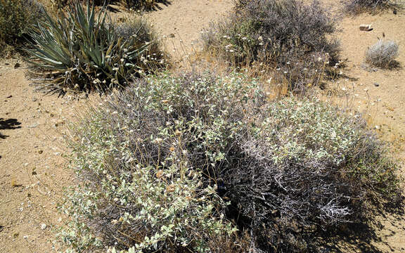 Plancia ëd Encelia actonii Elmer