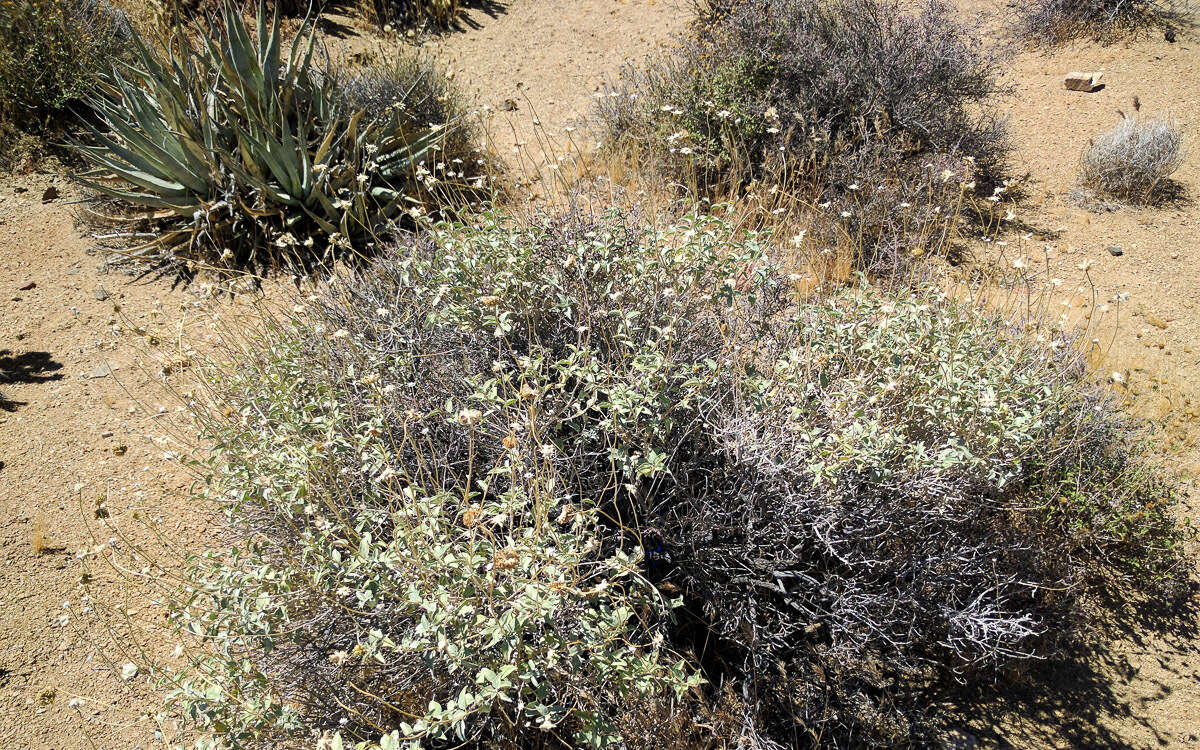 Sivun Encelia actonii Elmer kuva