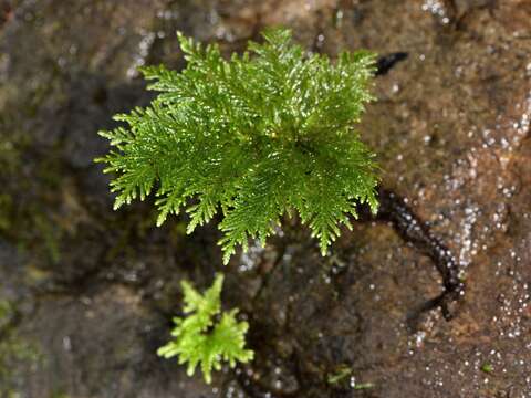 Image de Dendrohypopterygium filiculiforme Kruijer 2002