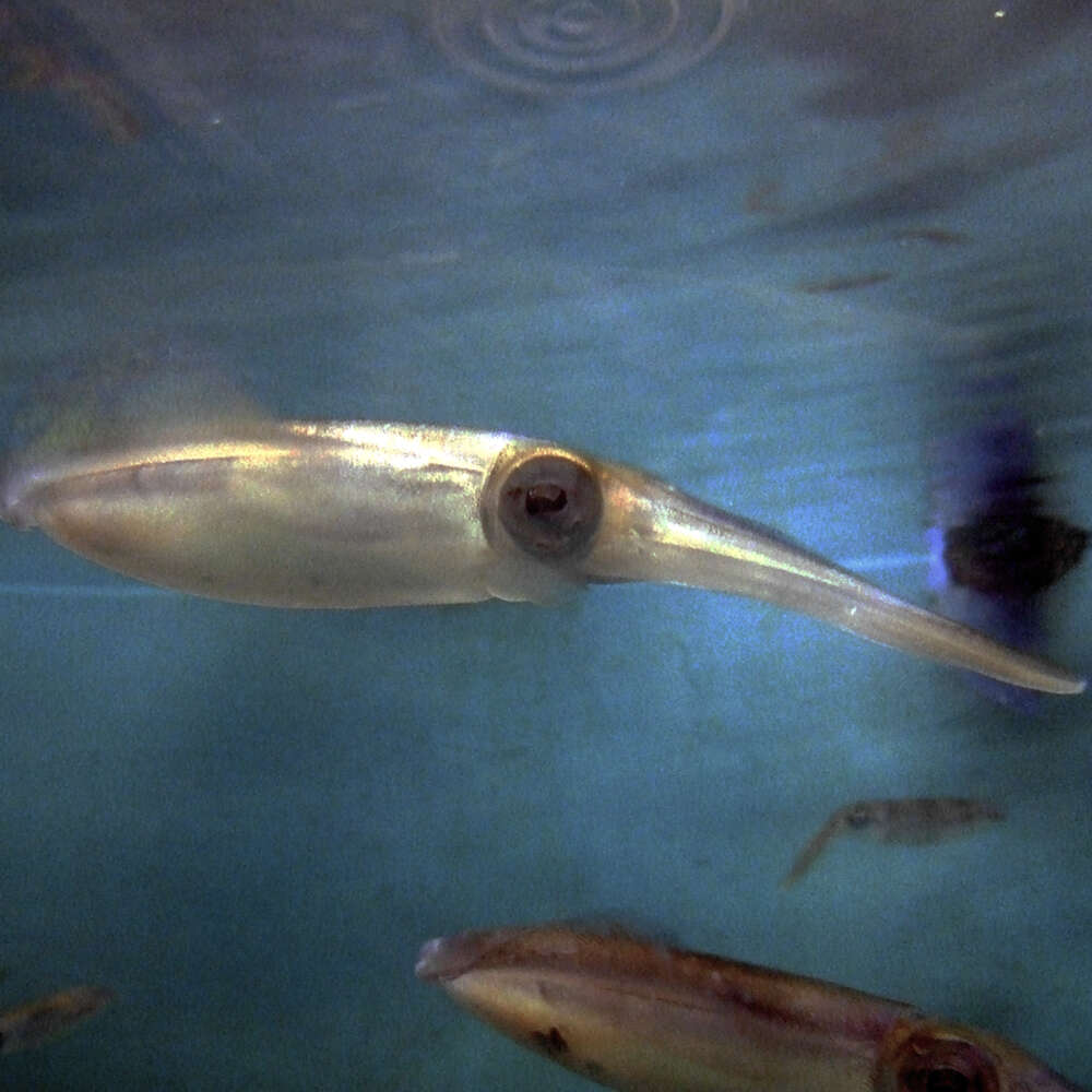 Image of bigfin reef squid