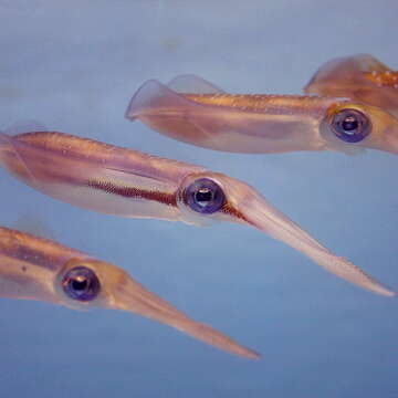 Image of bigfin reef squid