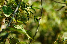 Image of Golden-crowned Emerald