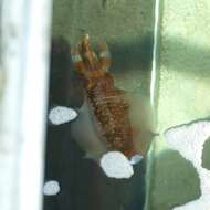 Image of bigfin reef squid