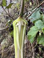 Image of Passiflora coactilis (Mast.) Killip