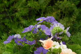 Image of Primula obconica Hance