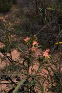 Moraea bifida (L. Bolus) Goldblatt resmi