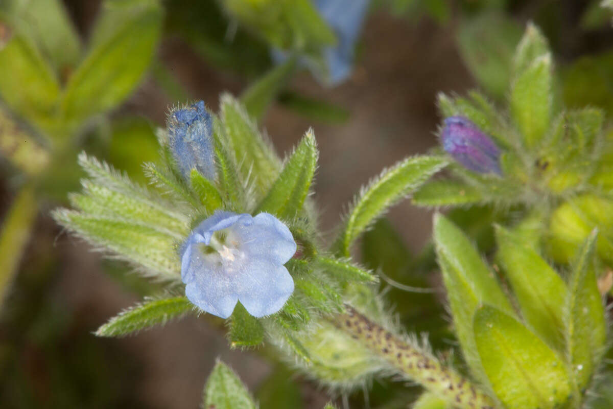 Image of Echium parviflorum Moench