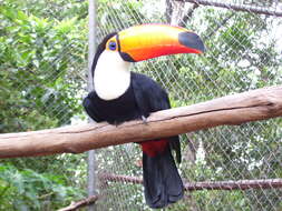 Image of Toco Toucan