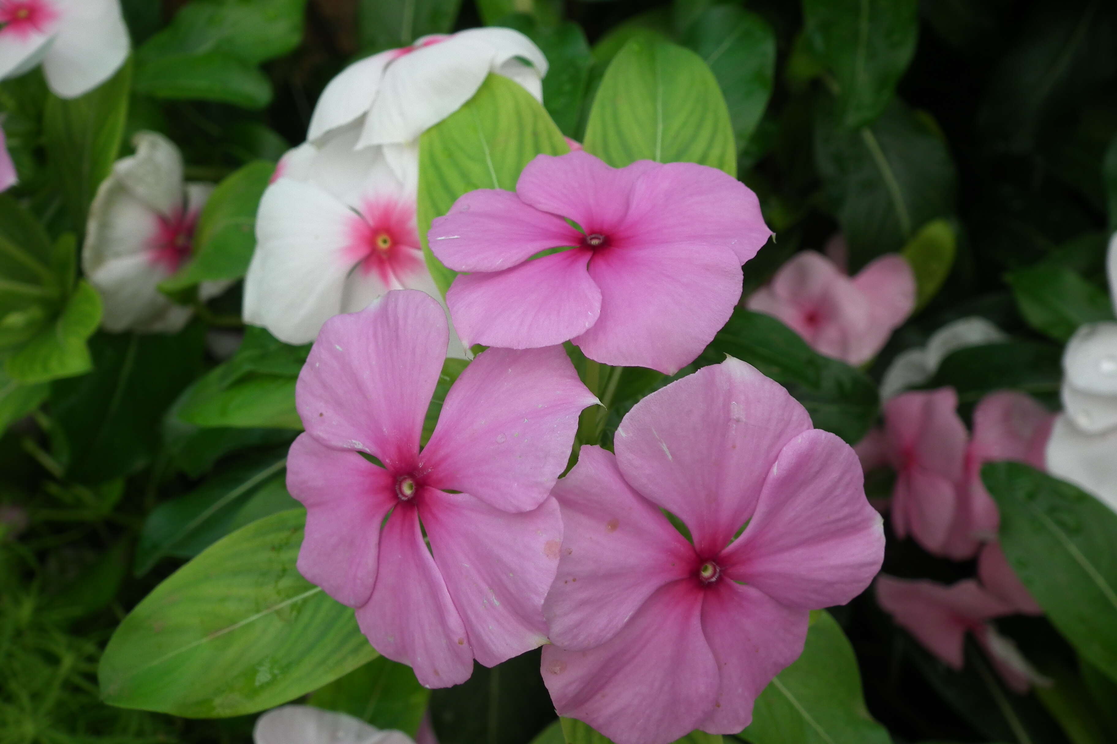 Image of Madagascar periwinkle