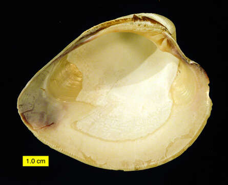 Image of quahog